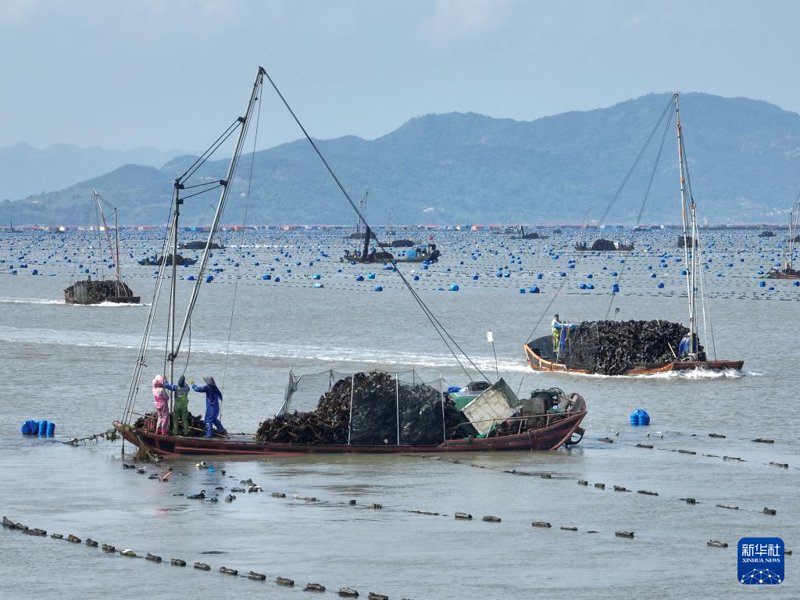 海岛人家：福建原产海味，从渔港到餐桌的鲜美之选
